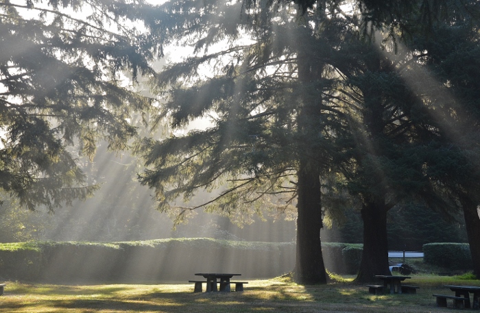 rays through trees